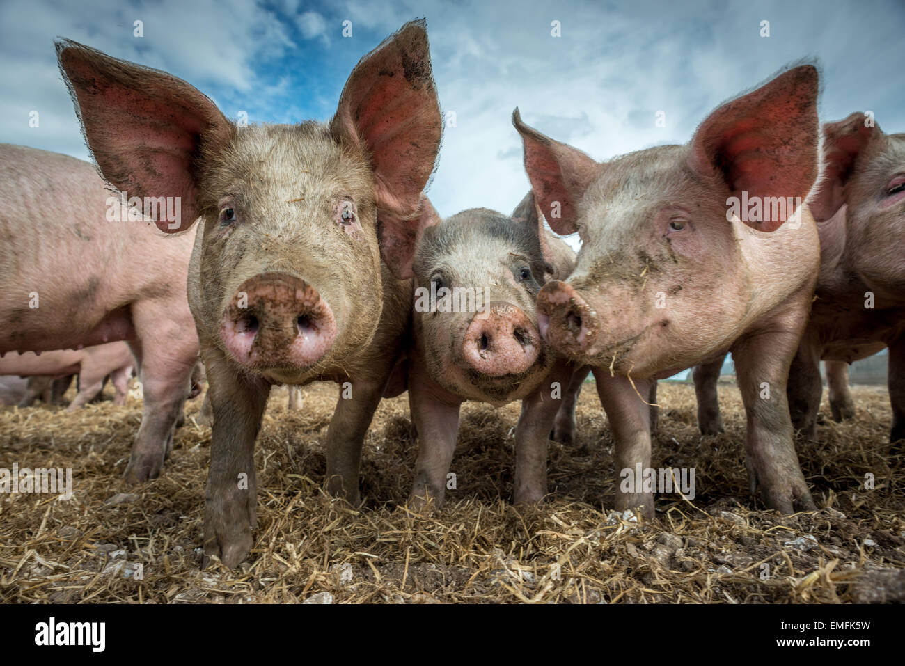 Pigs on a pig farm on the South Downs in southern England. Stock Photo