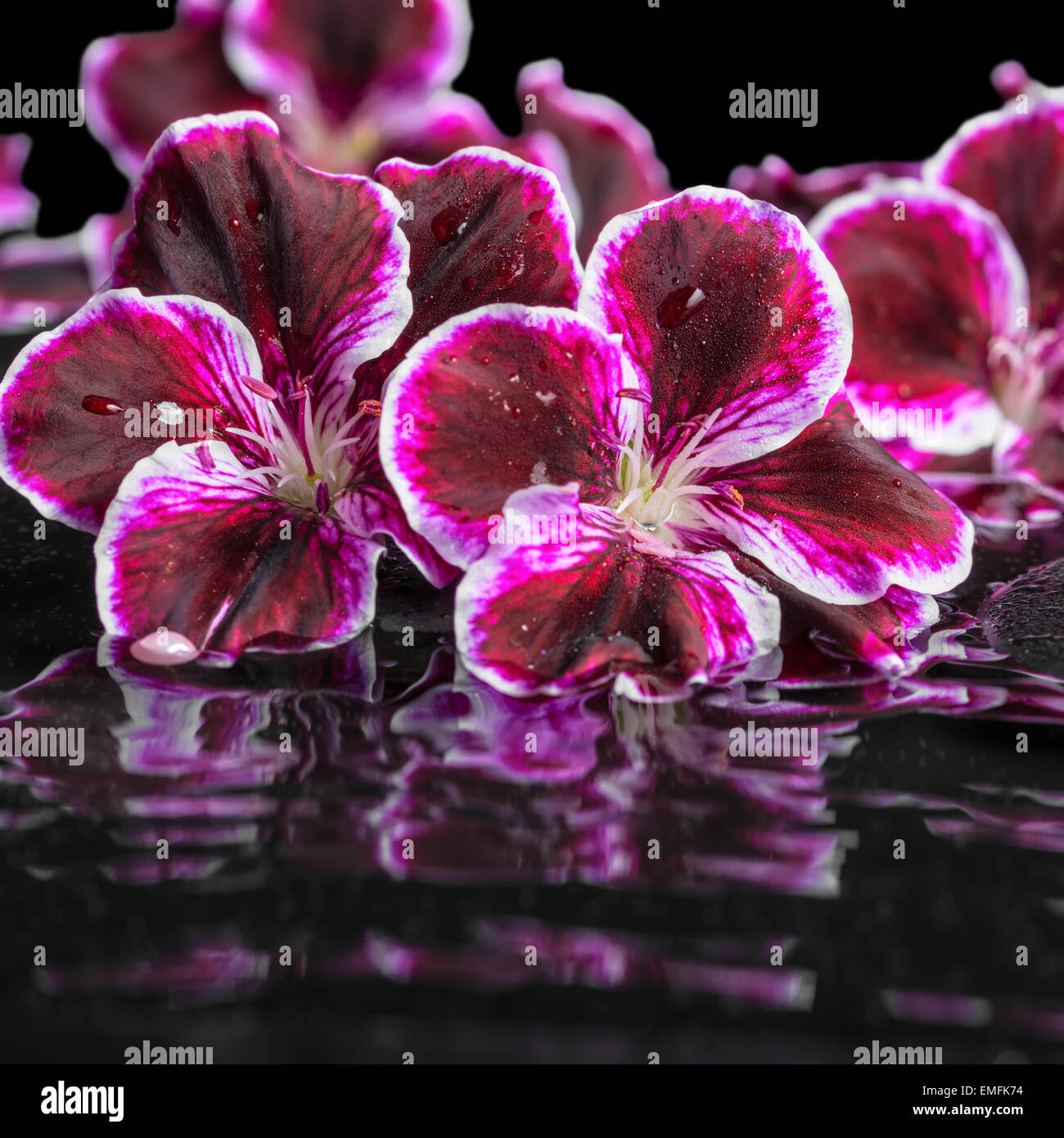 beautiful spa still life of blooming dark purple geranium flower and ...