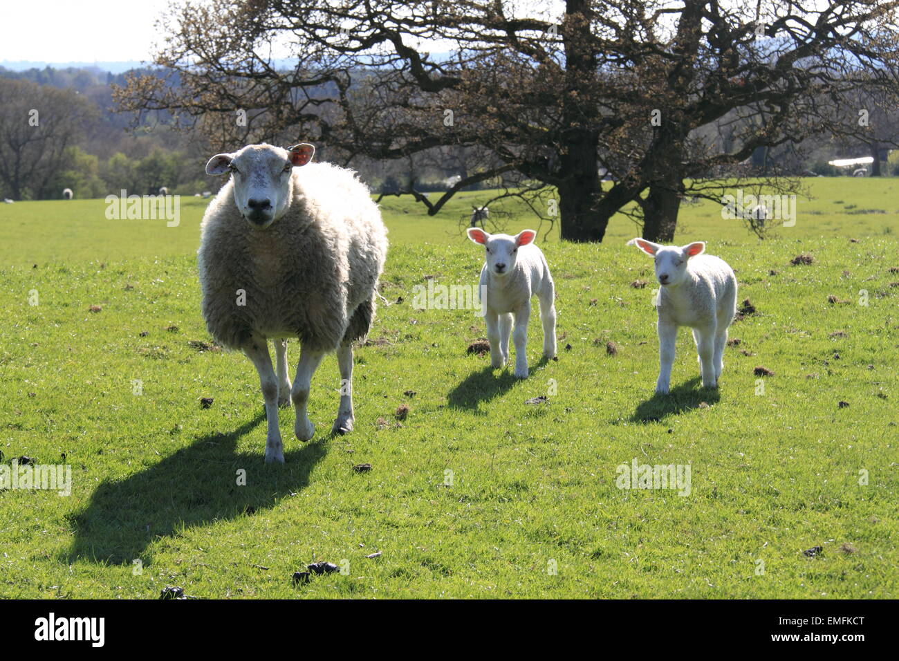 Ewe and lambs, Higher Poynton, Stockport, Cheshire, England, Great Britain, United Kingdom, UK, Europe Stock Photo
