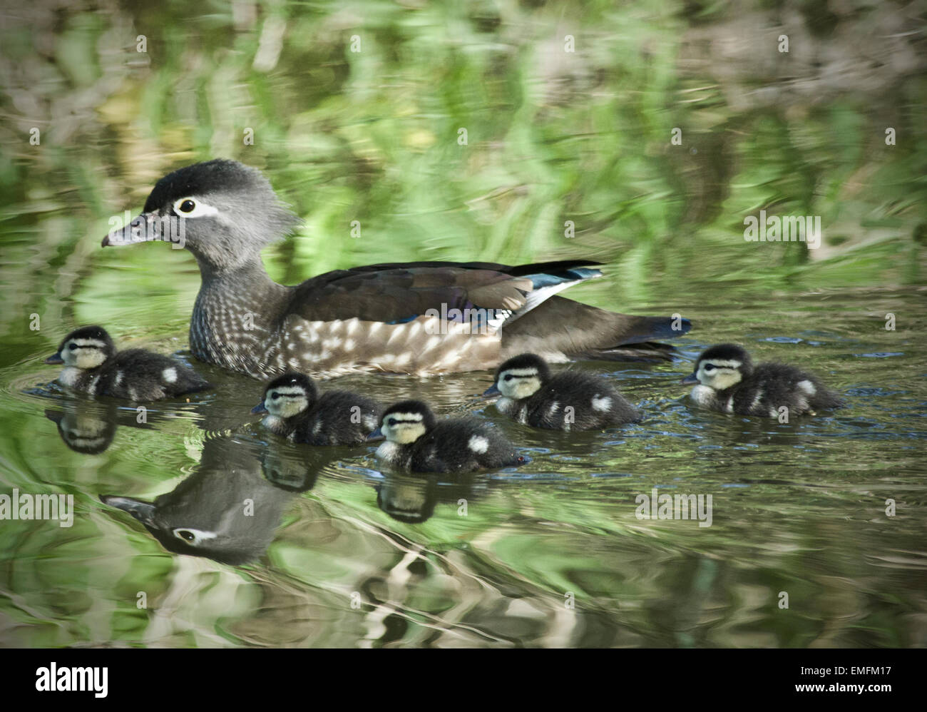 Wood duck Hen with ducklings Stock Photo Alamy