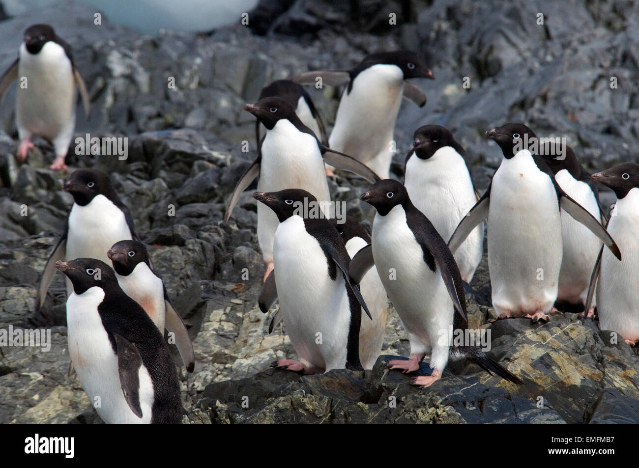 Group of Adelie Penguins Hope Bay Antarctic Peninsular Antarctica Stock Photo