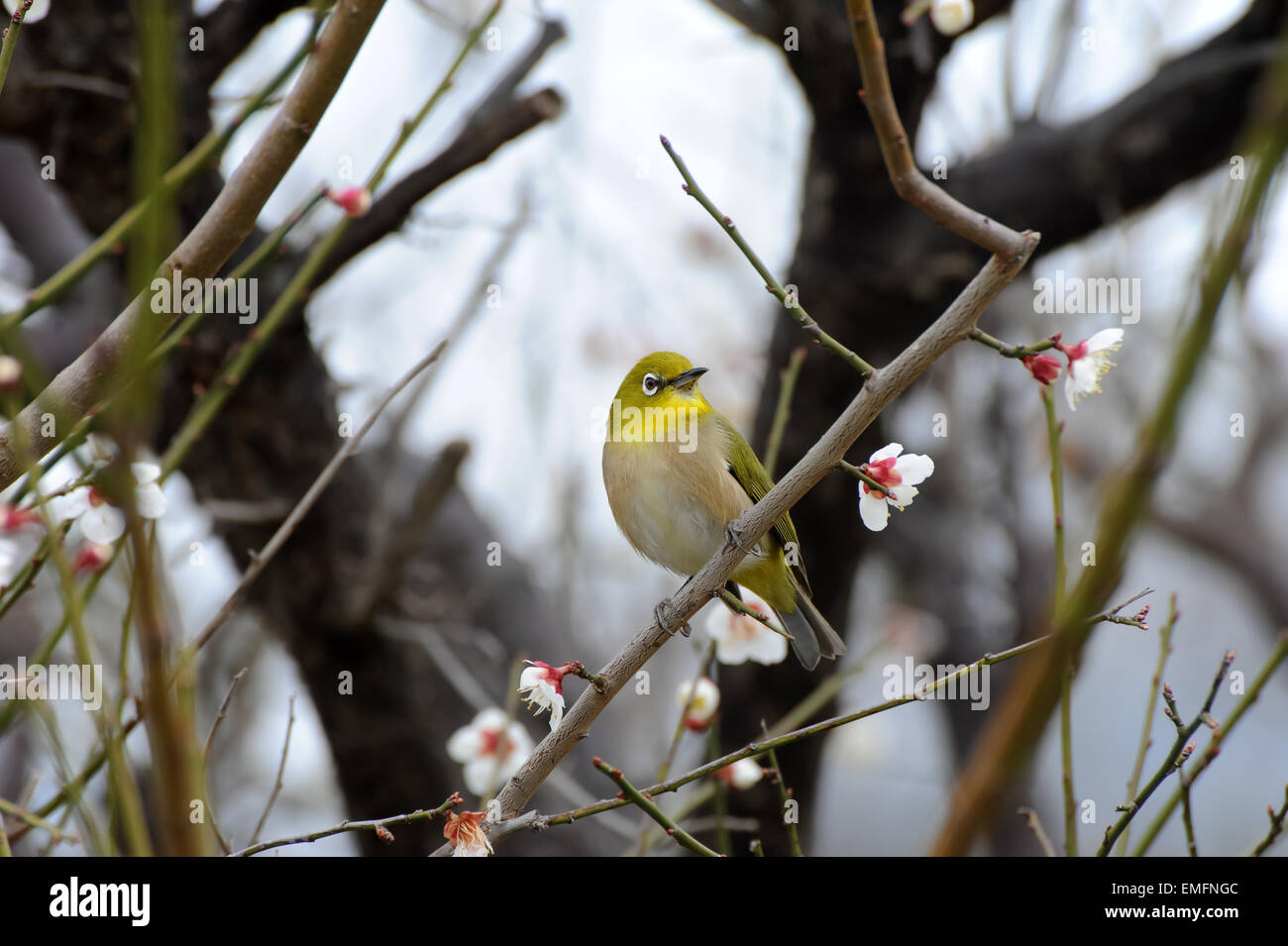 Mejiro bird hires stock photography and images Alamy