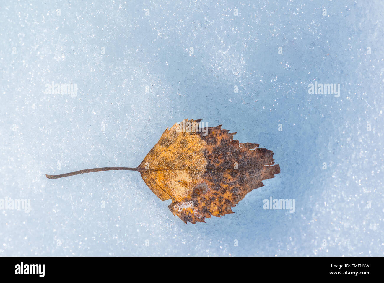 Fallen birch leaf on spring warmth melted snow Stock Photo