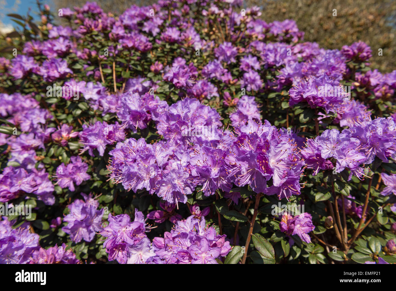 Abundant masses of delicate blossom of blue diamond rhododendron flowers a sign of Spring Stock Photo