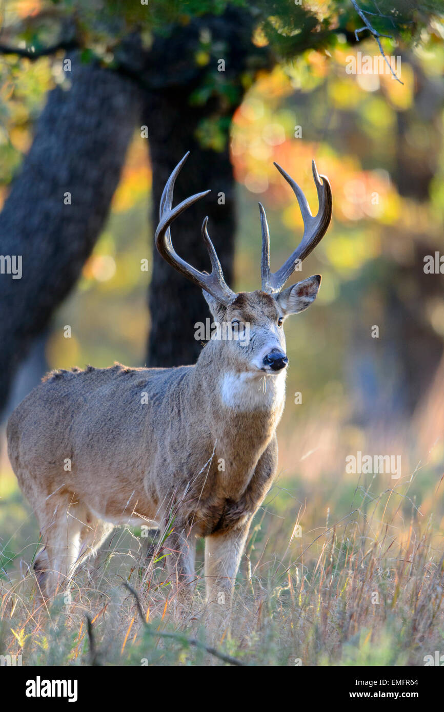 White-tailed Buck (Odocoileus virginianus) in an oak forest, Southern Great Plains, USA Stock Photo