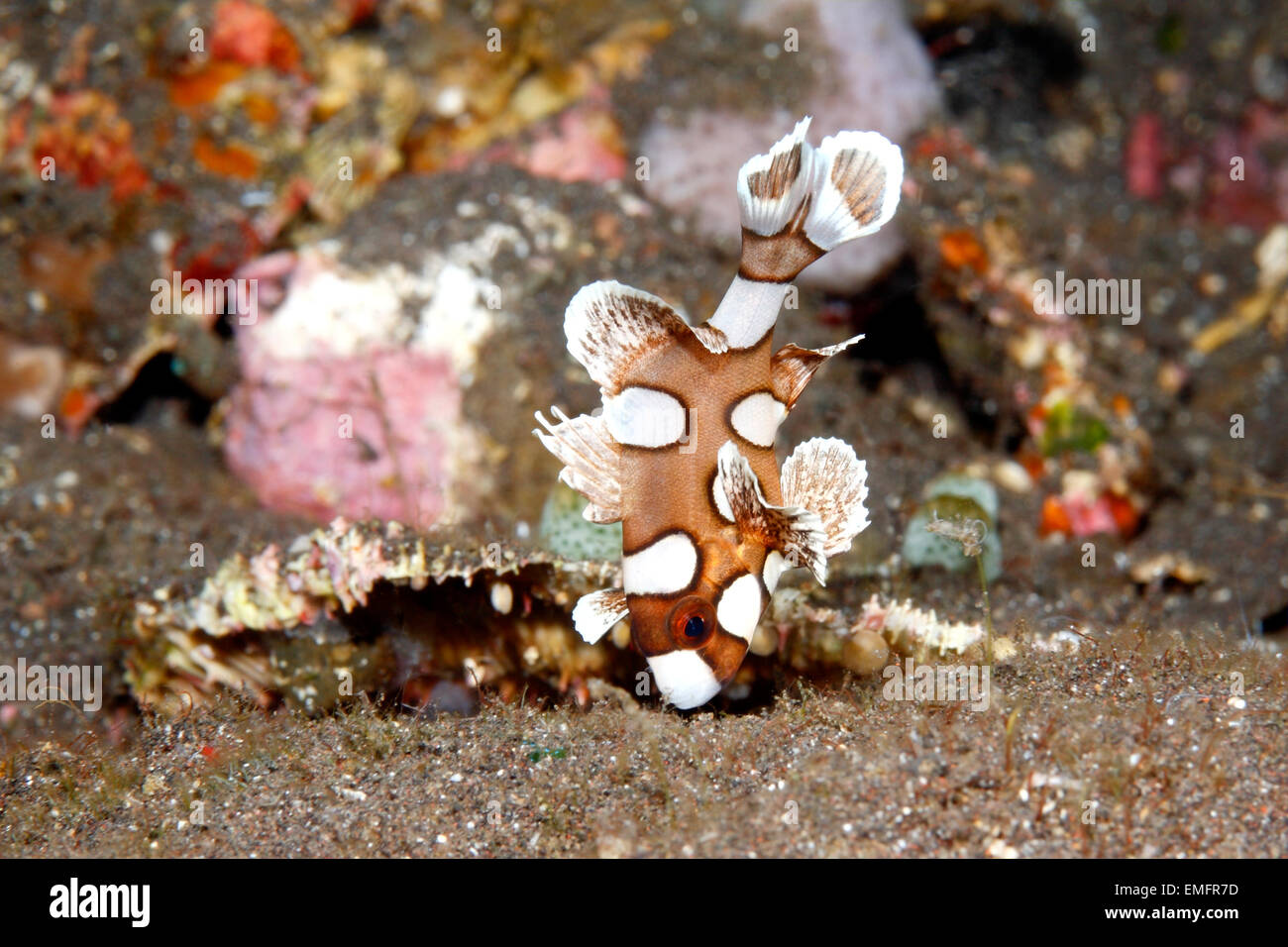 Harlequin, or Many Spotted Sweetlips, Plectorhinchus chaetodonoides. Juvenile approximately 1.5 inches in length. Stock Photo