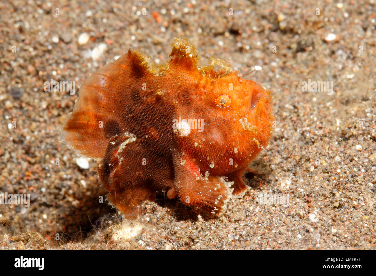 Frogfish, Antennatus sp. The fish has its illicium (rod) out and the esca (lure) can be seen.Tulamben, Bali, Indonesia. Bali Sea Stock Photo