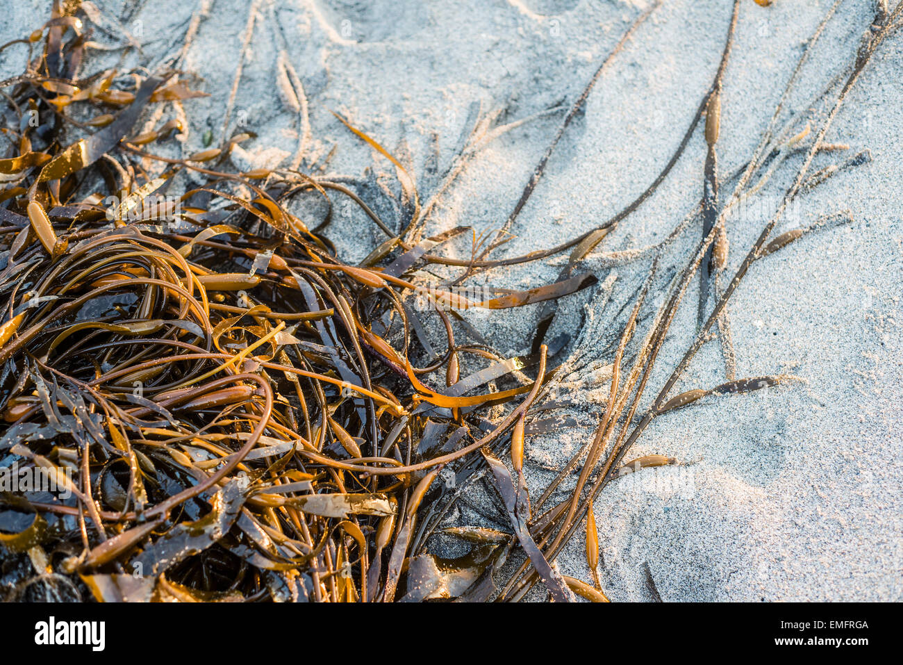 Laminaria (Kelp) Seaweed on sea sand Stock Photo
