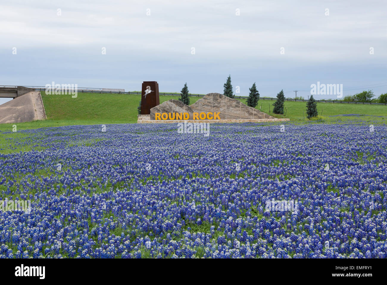 Bluebonnets in bloom at the Round Rock,Texas city limits sign Stock Photo