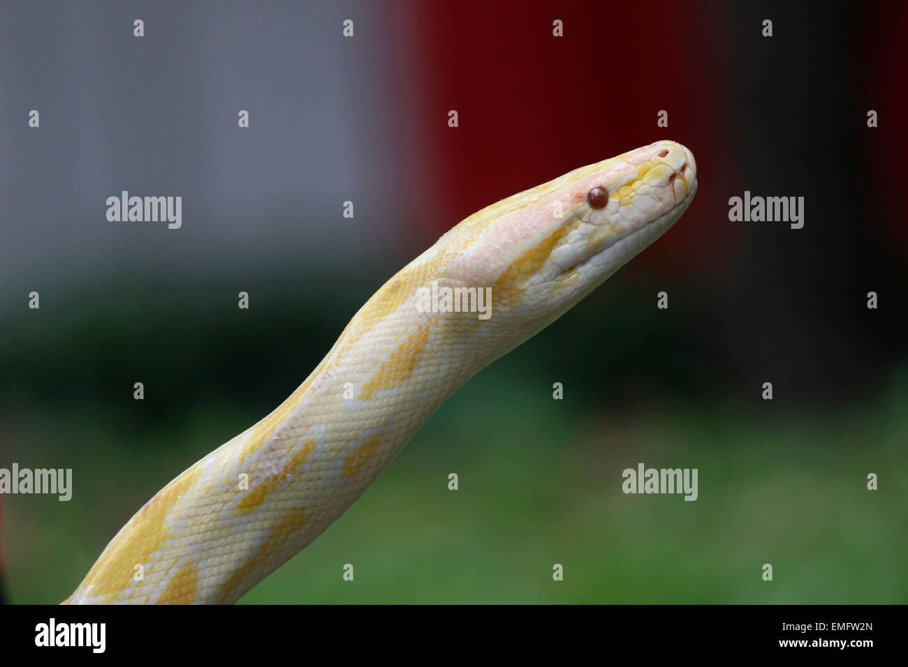 East Jakarta, Indonesia. 19th Apr, 2015. The member of the reptile ...