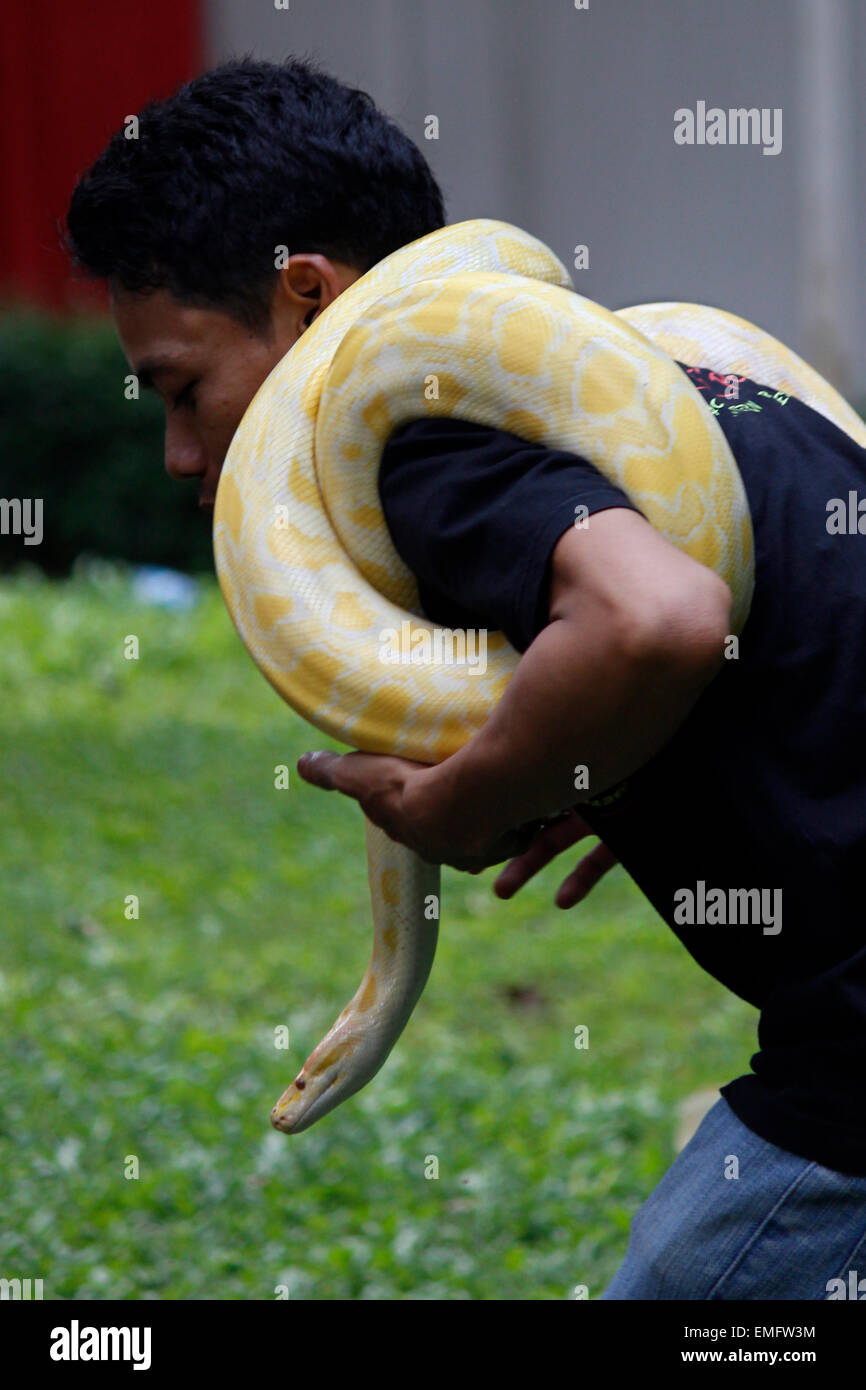 East Jakarta, Indonesia. 19th Apr, 2015. The member of the reptile ...