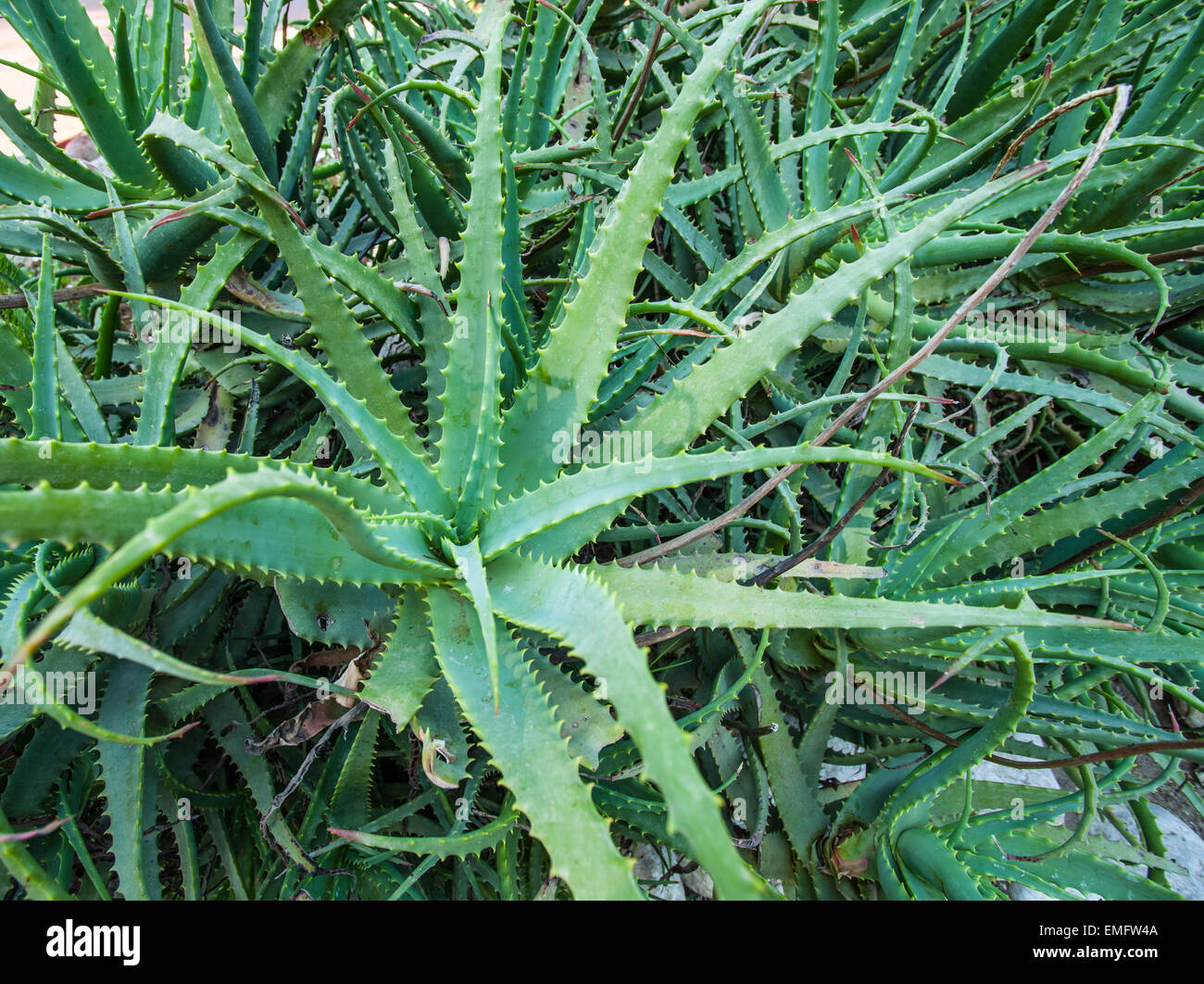 Wild aloe vera plant. Nature background. Stock Photo