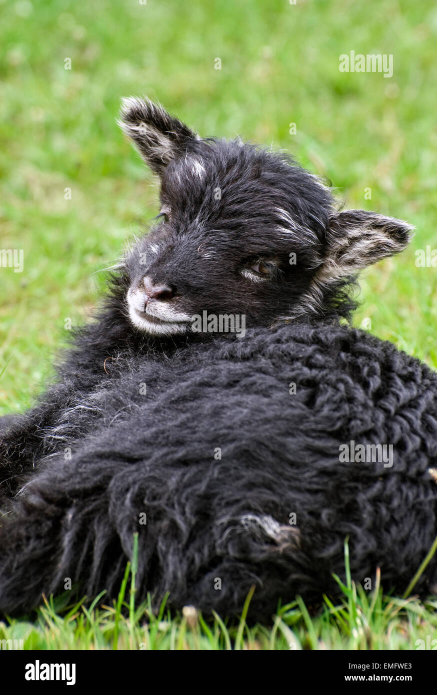 A black North Ronaldsay lamb. North Ronaldsay's are on the rare breeds list. Stock Photo