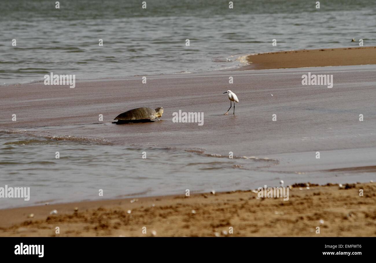 Bhubaneswar, India. 20th Apr, 2015. An Olive Ridley turtle is seen on beach as a bird waits to collect eggs at the eastern coast of Bay of Bengal Sea in Ganjam district, about 140 km away from the eastern Indian state Orissa's capital city Bhubaneswar, India, April 20, 2015. Credit:  Stringer/Xinhua/Alamy Live News Stock Photo