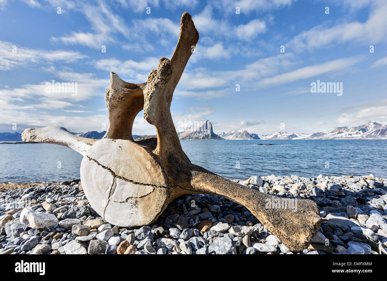 Old whale bone on the coast of Svalbard, Arctic Stock Photo - Alamy