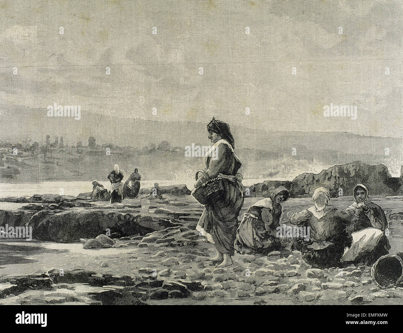 Abalone shellfish hi-res stock photography and images - Alamy