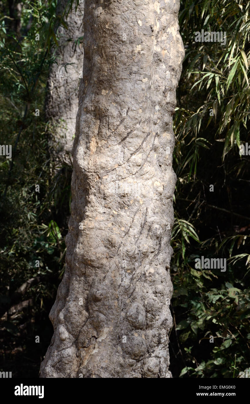 Tiger scratch marks on a tree trunk Kanha National Park Madhya Pradesh India Stock Photo