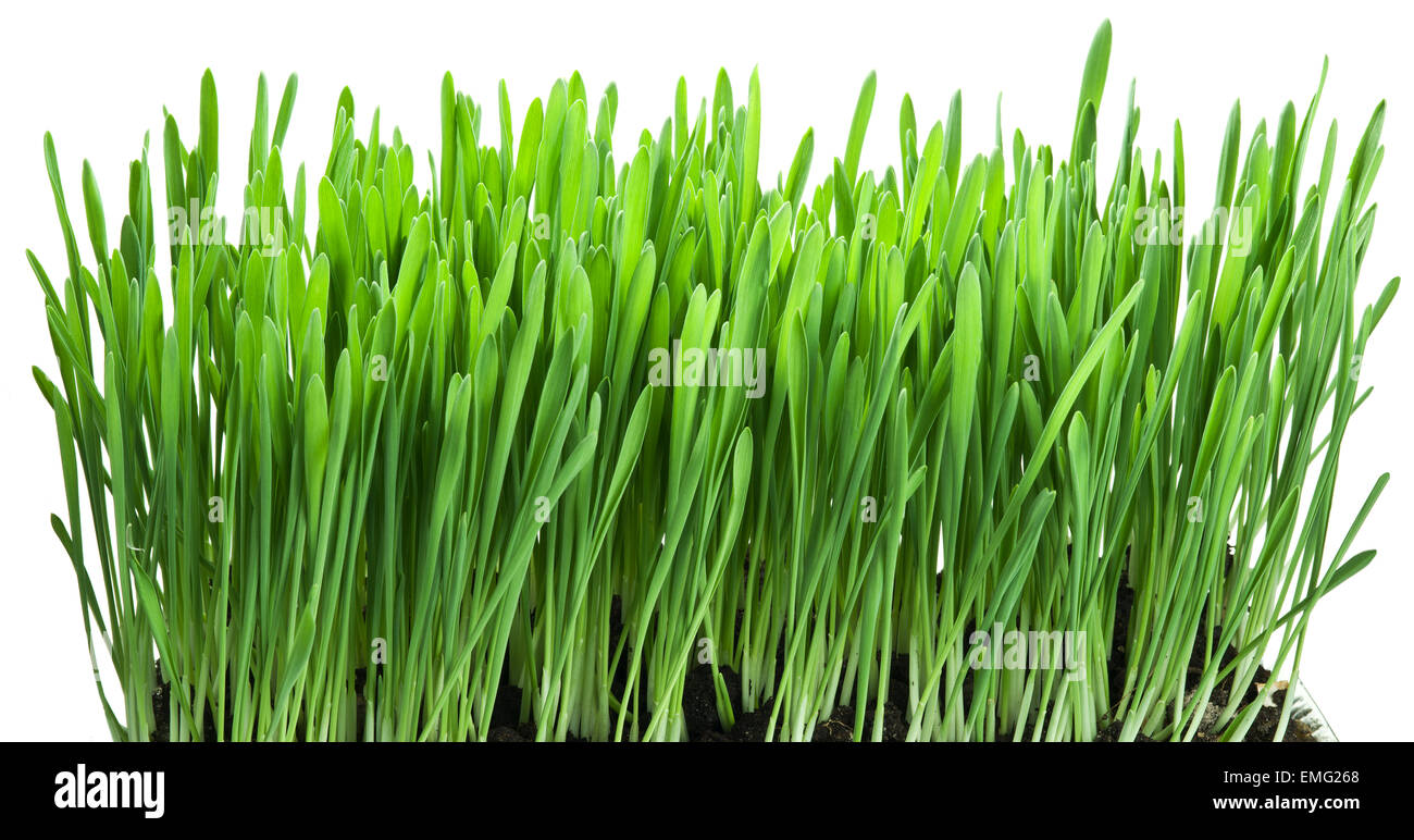 Green grass isolated on a white background Stock Photo - Alamy