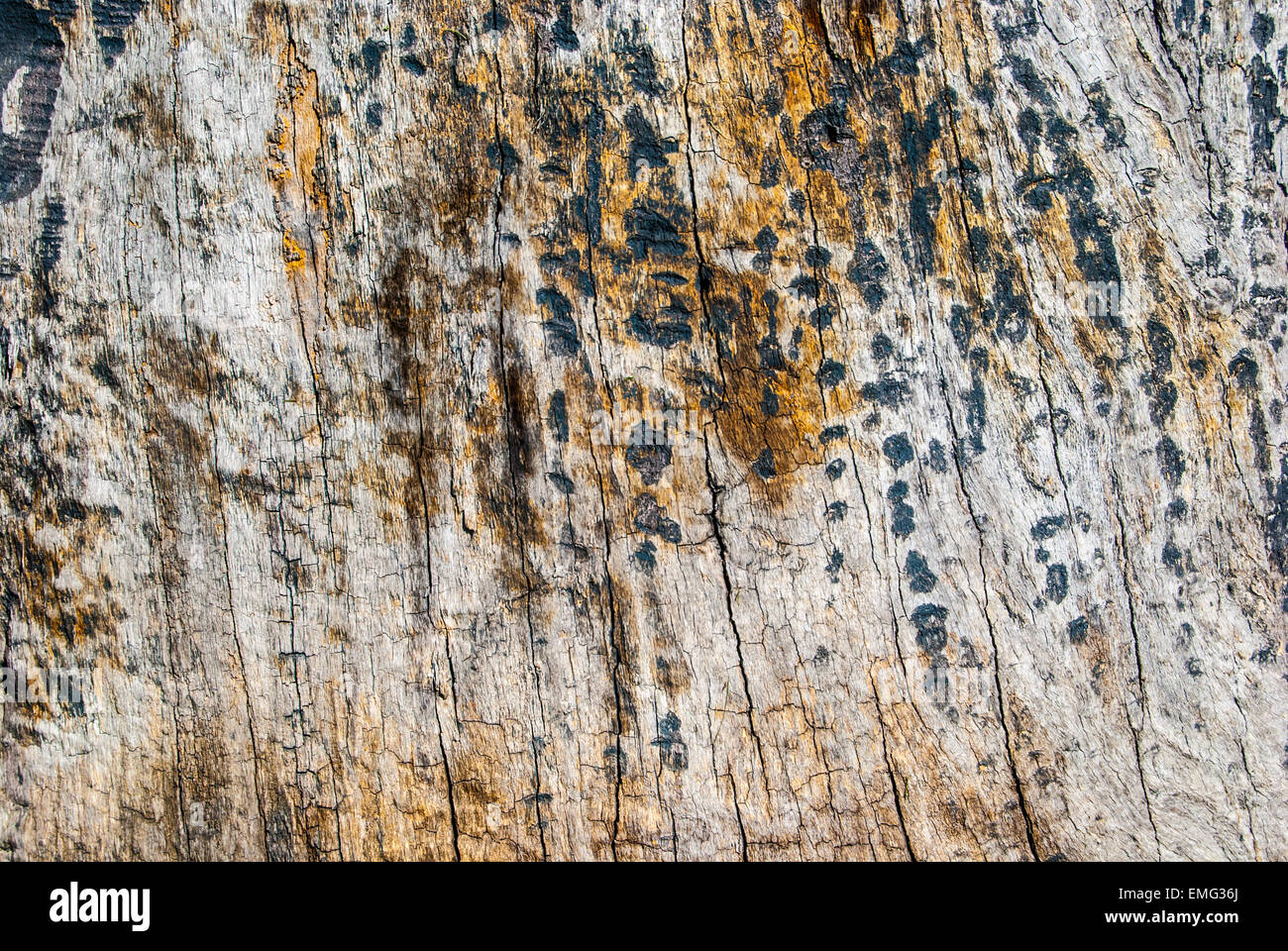 Tree trunk of ancient oak tree which is more than hundred years old