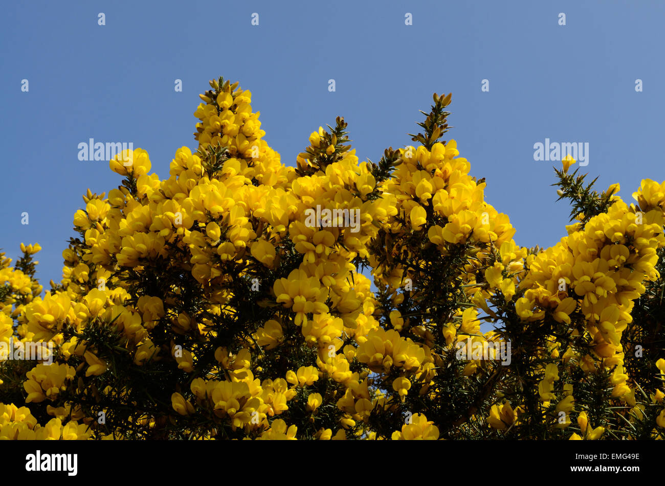 Yellow gorse Ulex europaeus  flowers against a bright blue sky Carmarthenshire Wales Stock Photo