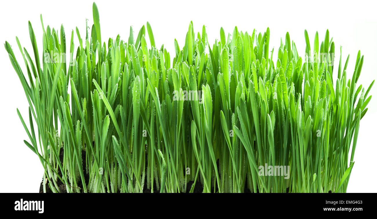 Green grass isolated on a white background Stock Photo - Alamy