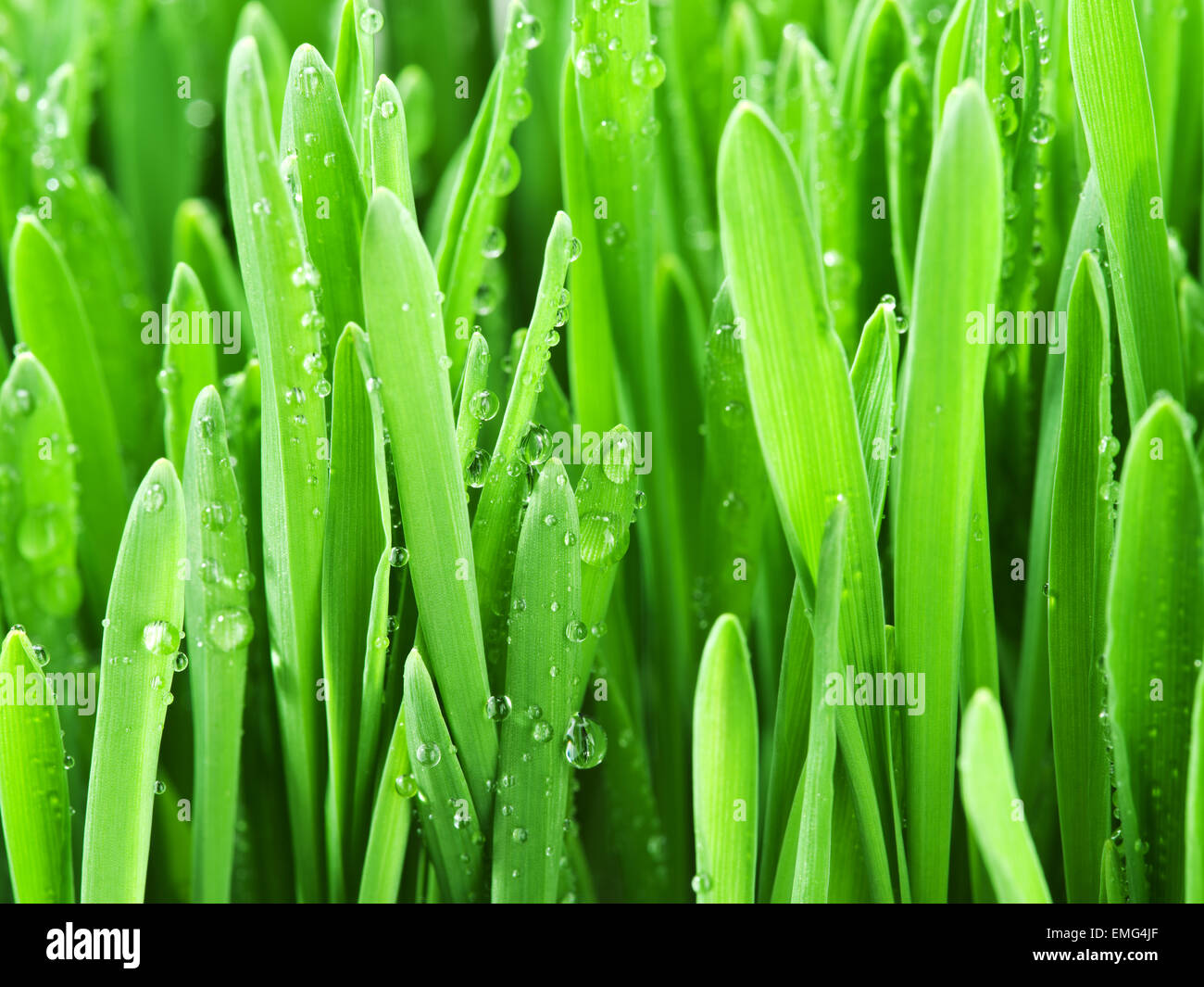 Fresh green grass covered with dewdrops. Stock Photo