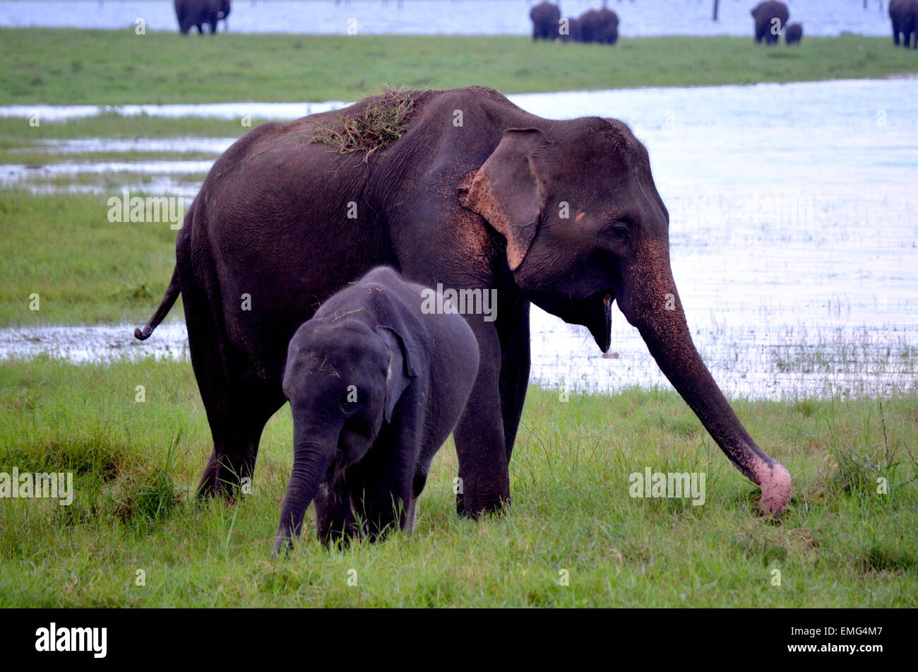 Mum elephant with her baby elephant In nature every mom is always near her little puppy to protect it Stock Photo