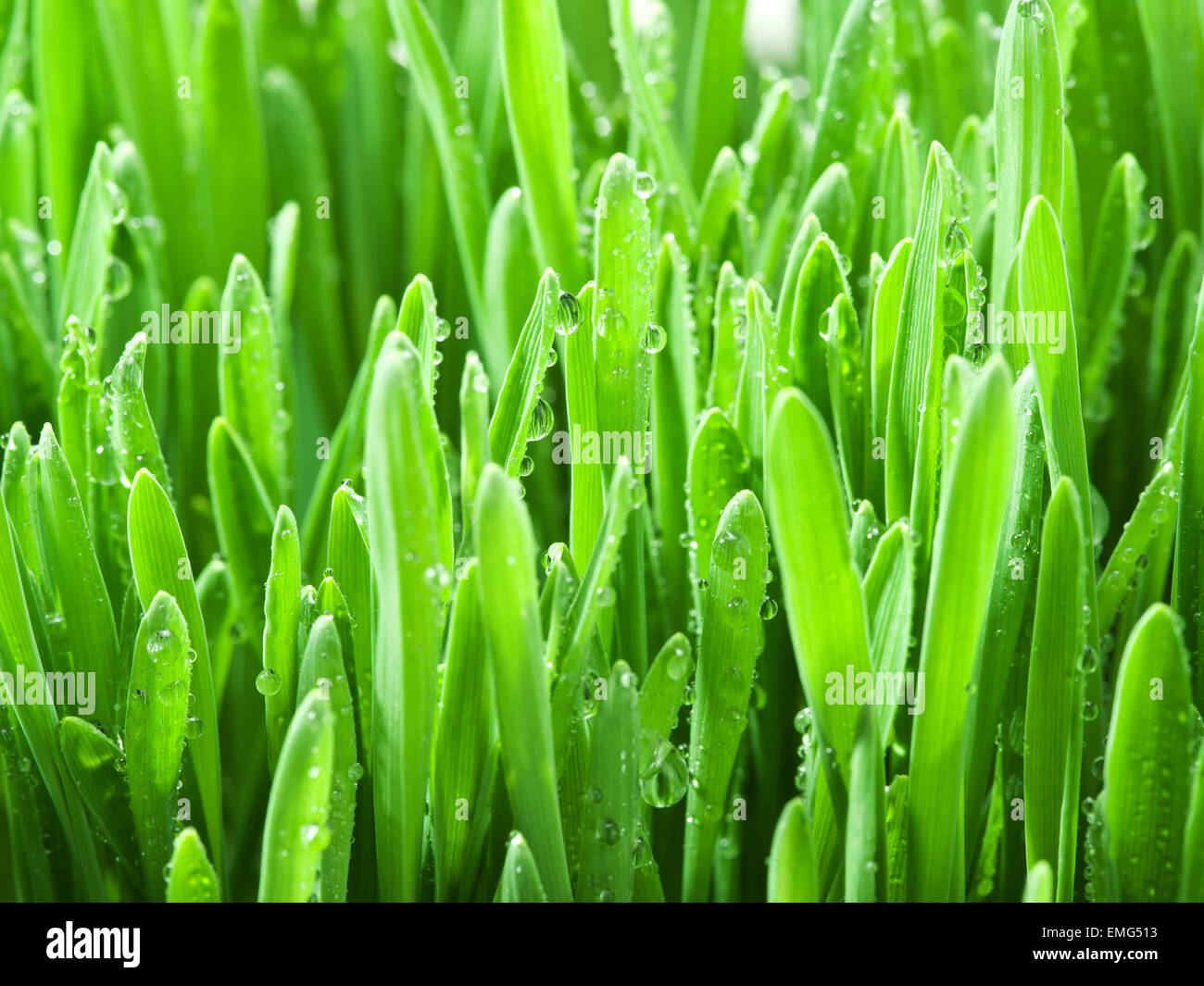 Fresh green grass covered with dewdrops. Stock Photo