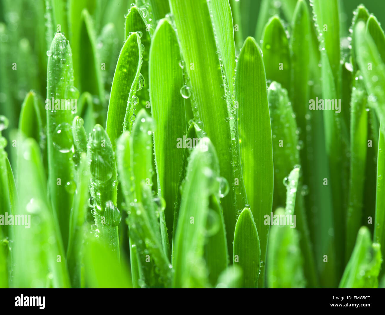 Fresh green grass covered with dewdrops. Stock Photo