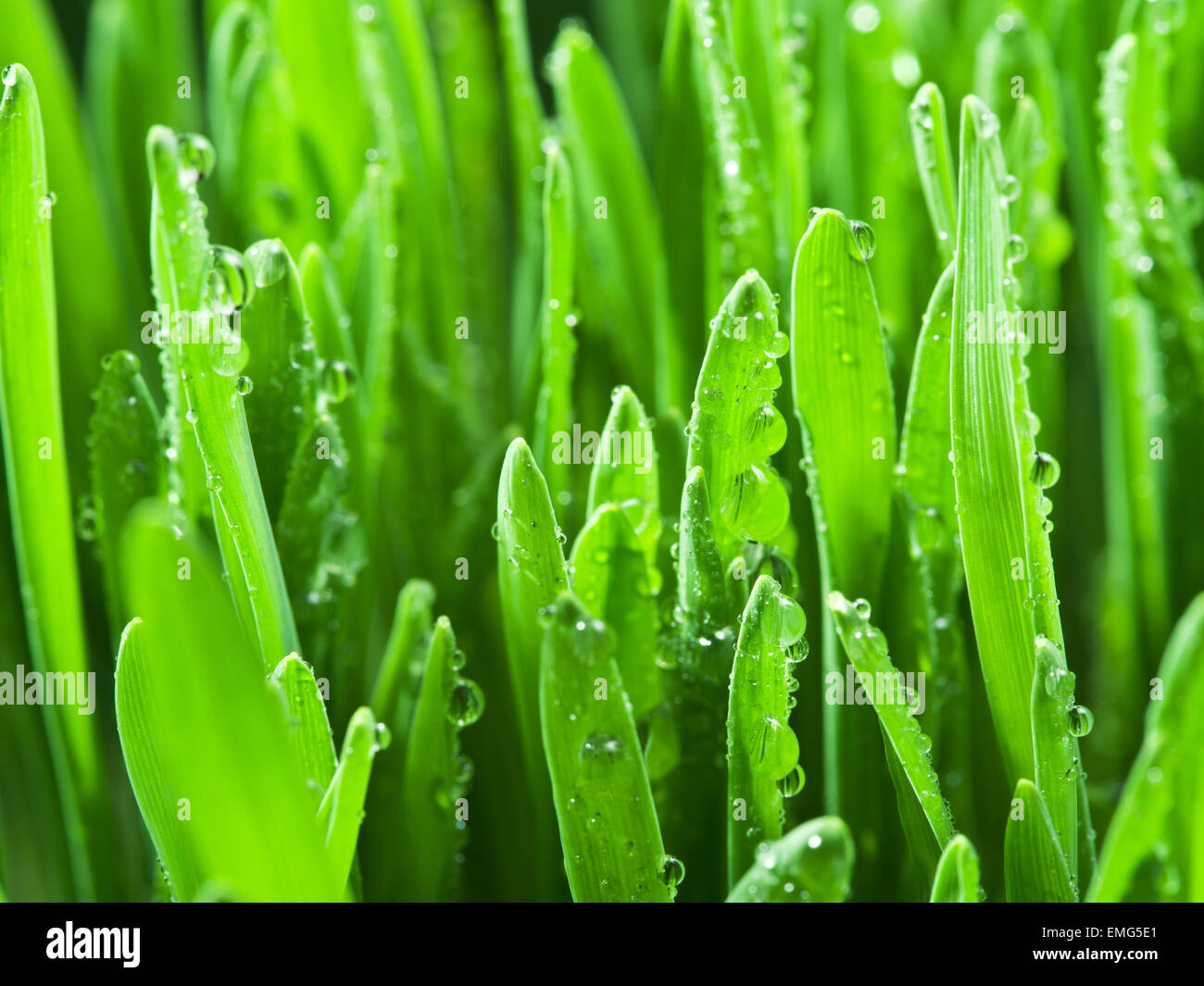 Fresh green grass covered with dewdrops. Stock Photo