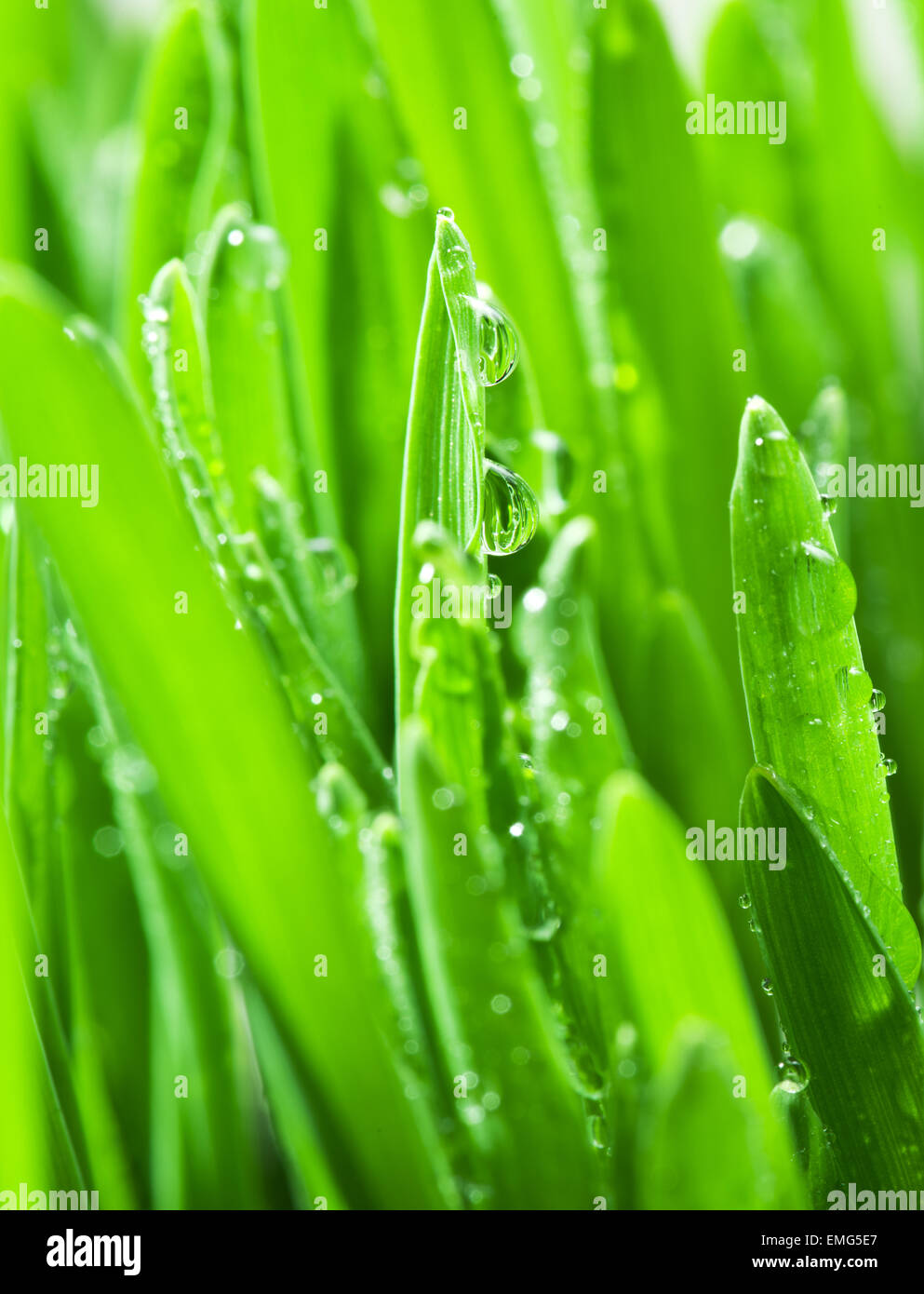 Fresh green grass covered with dewdrops. Stock Photo