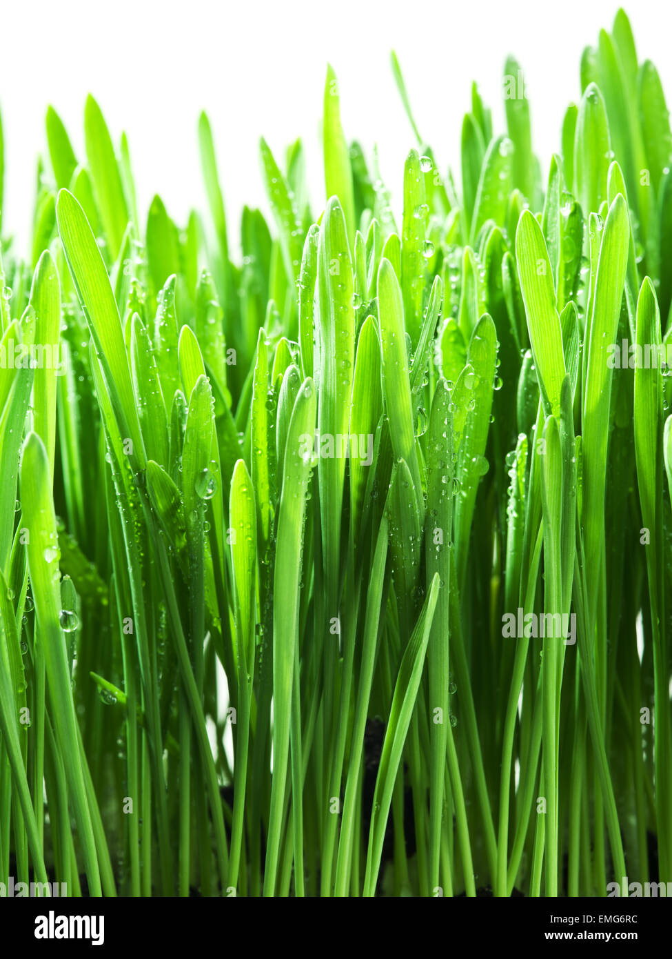 Green grass isolated on a white background Stock Photo - Alamy