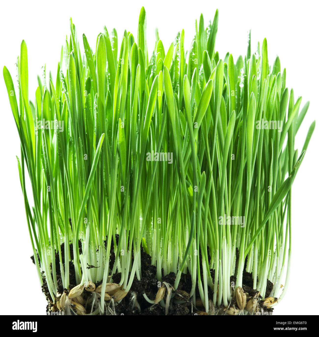 Green grass isolated on a white background Stock Photo - Alamy