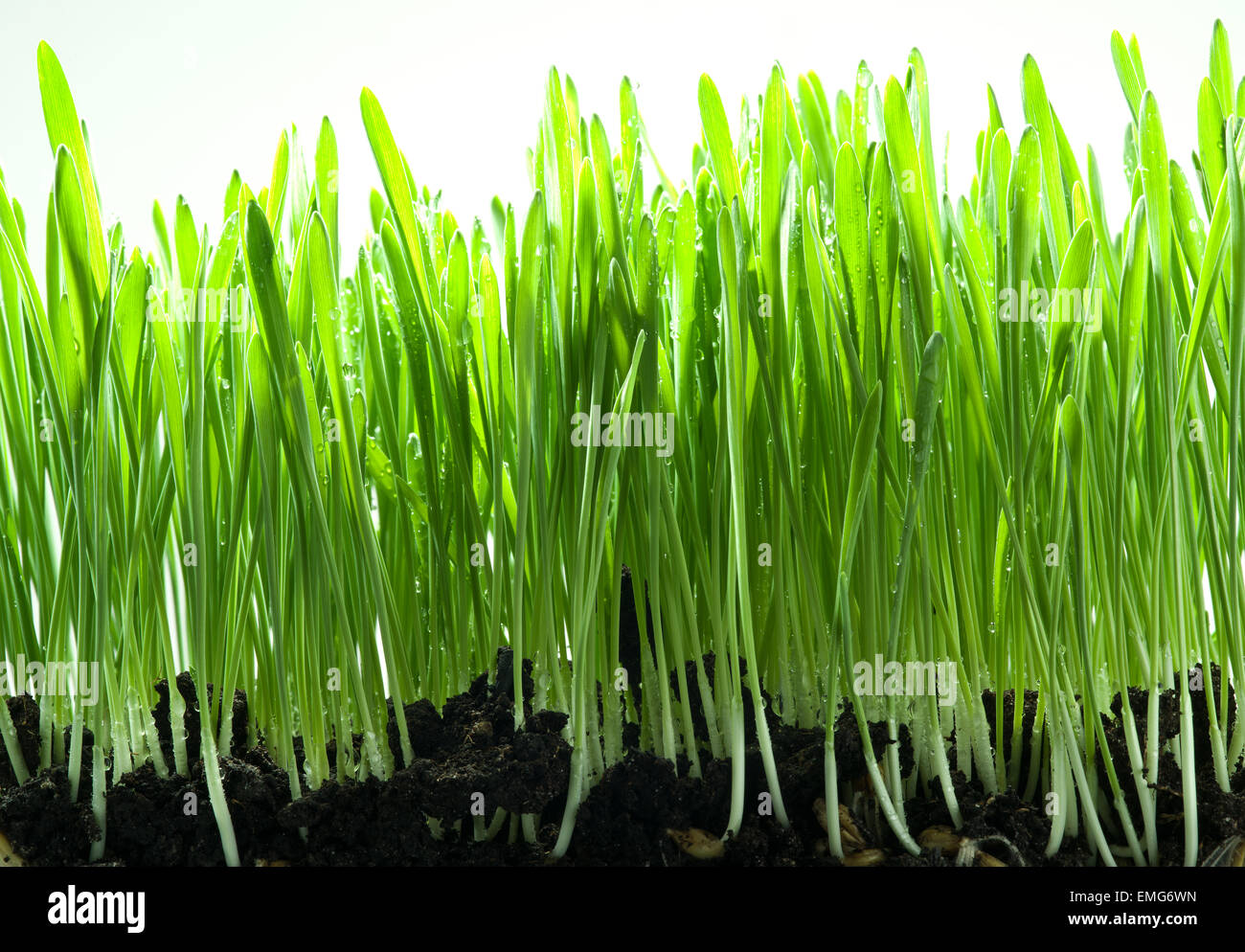 Green grass isolated on a white background Stock Photo - Alamy
