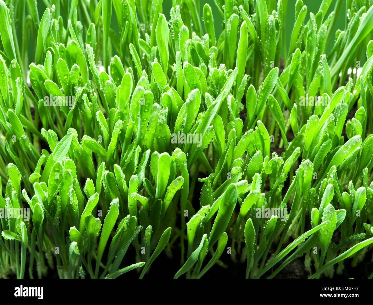 Fresh green grass. Nature background. Stock Photo