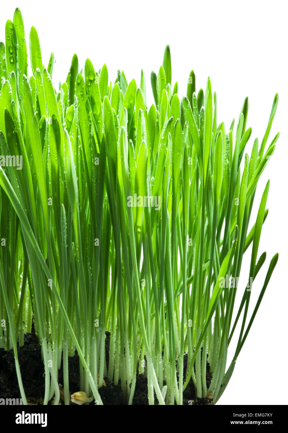 Green grass isolated on a white background Stock Photo - Alamy
