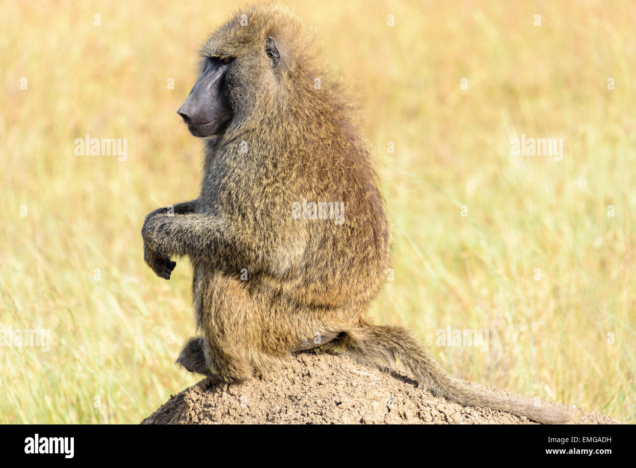 Cercopithecidae hires stock photography and images Alamy