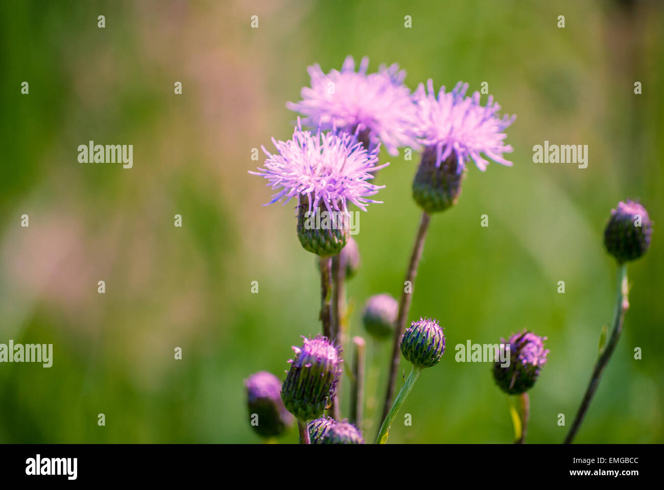 summer wildflowers under bright sun Stock Photo - Alamy