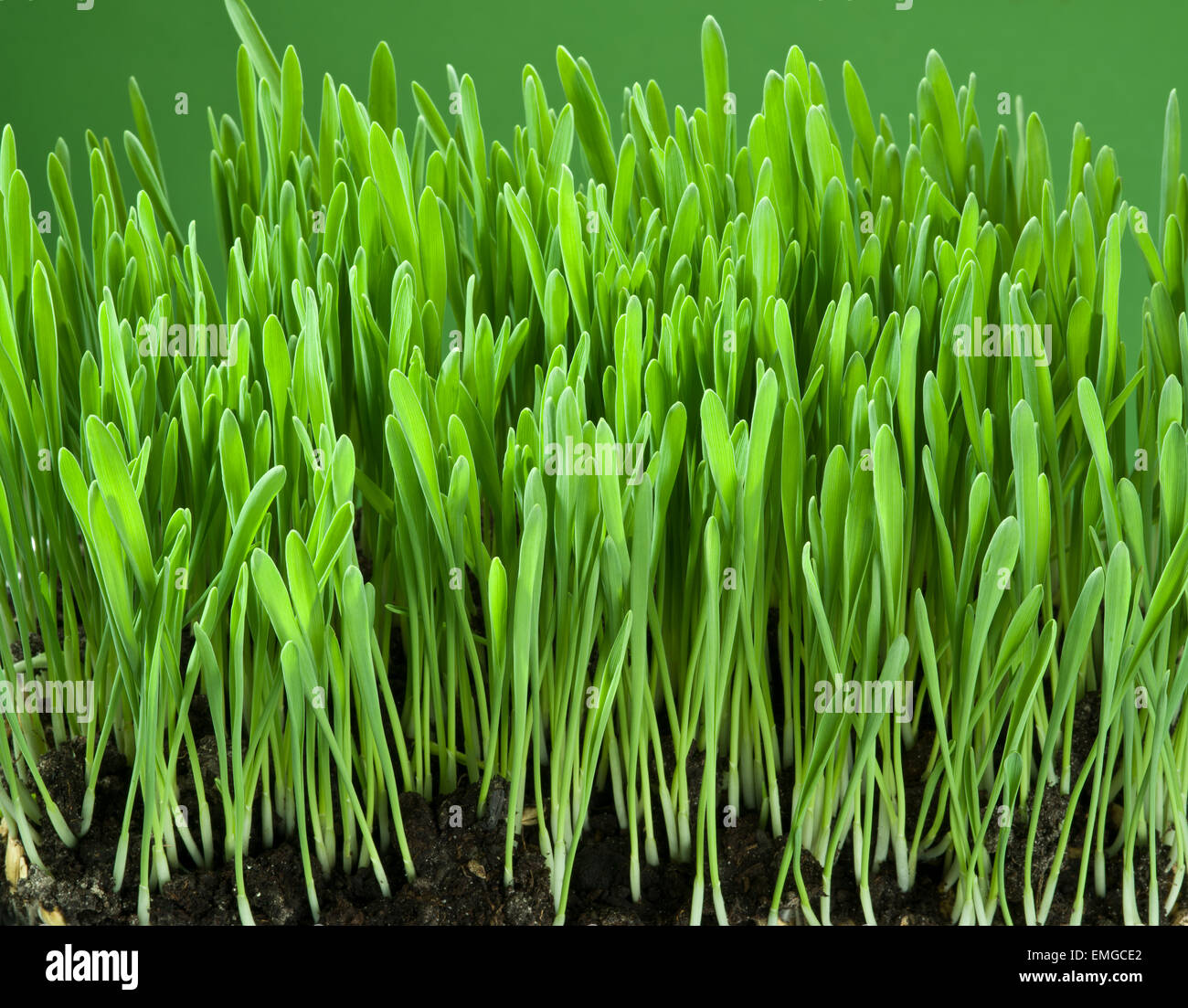 Grass nature hi-res stock photography and images - Alamy