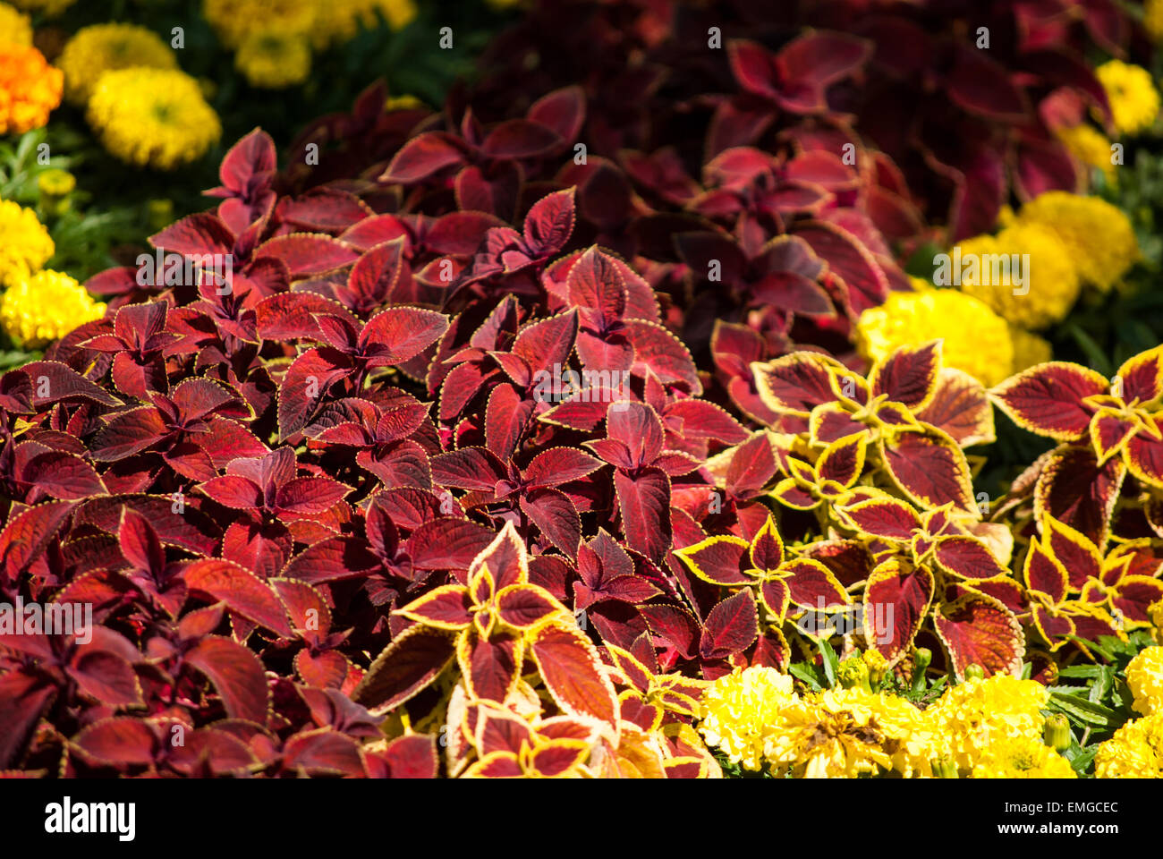 beautiful cultivated flowers in park Stock Photo Alamy