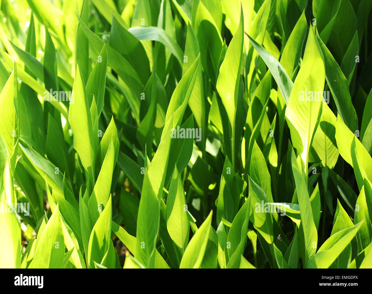 Fresh green herbs. Nature background. Stock Photo