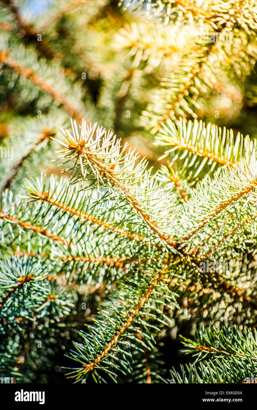 Christmas background. Green fir branch in sunshine Stock Photo - Alamy