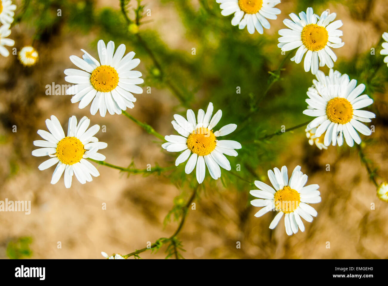 summer background. white daisies on dry soil Stock Photo Alamy