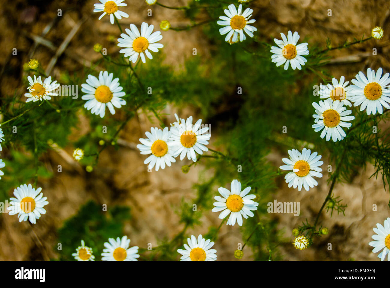 summer background. white daisies on dry soil Stock Photo Alamy