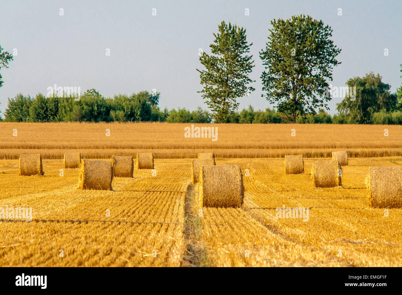 Round straw bales in harvested fields and blue sky Stock Photo - Alamy