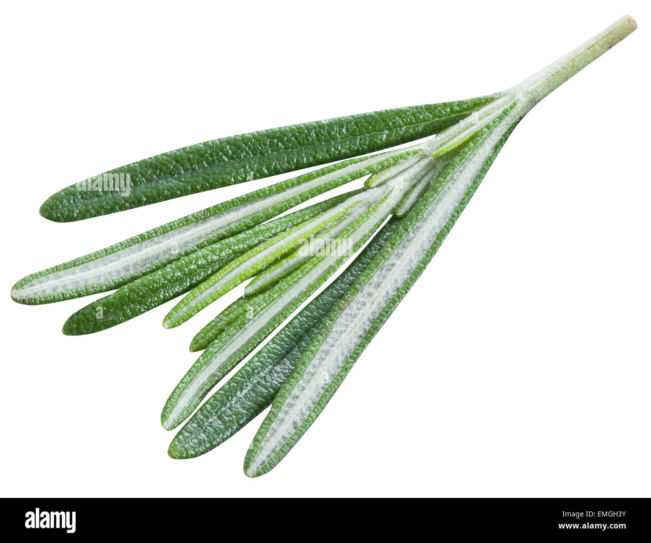Small rosemary twig isolated on a white. File contains clipping paths. Stock Photo