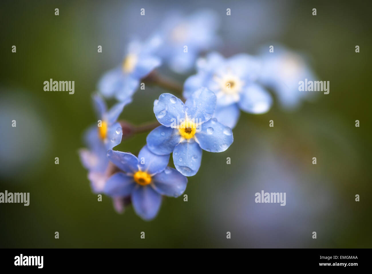 Beautiful forget-me-not Spring flowers with shallow depth of field Stock Photo