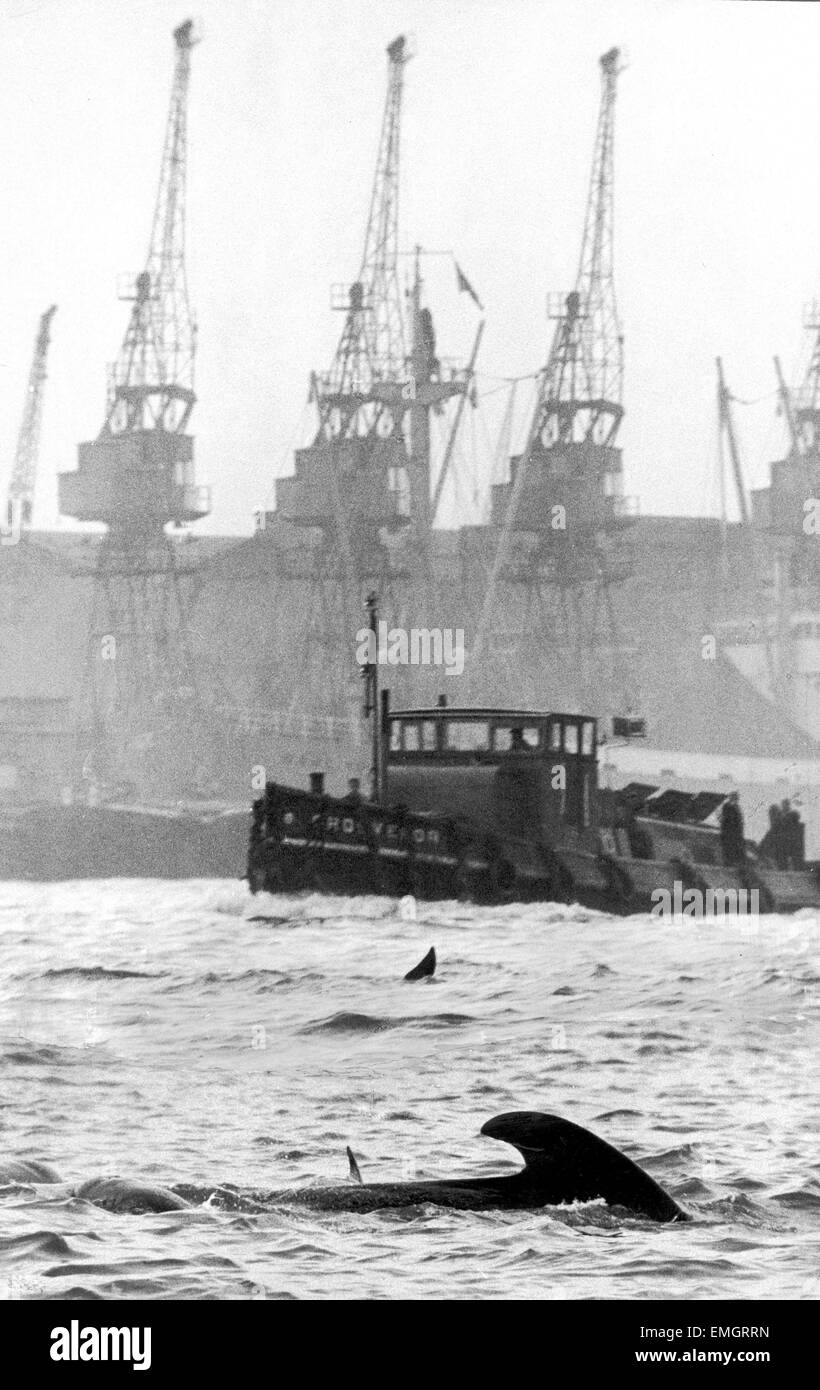 Two of the school of 25-30 dolphins swimming in the River Thames near the Naval College at Greenwich. 29th October 1965. Stock Photo