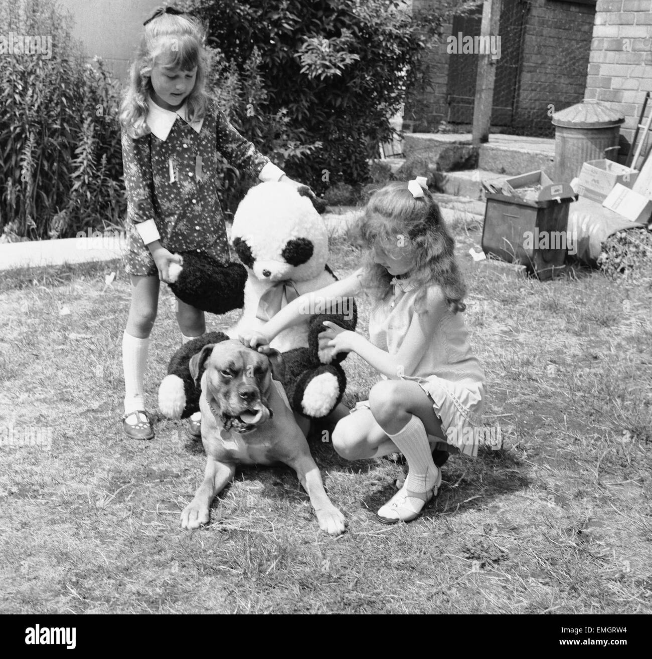 Butch the seven year old boxer belonging to Richard Spouge of Bridgeford, Nottingahm pictured with the owner's daughters Debbie aged 9 and Tracey 6. 8th July 1970. Stock Photo