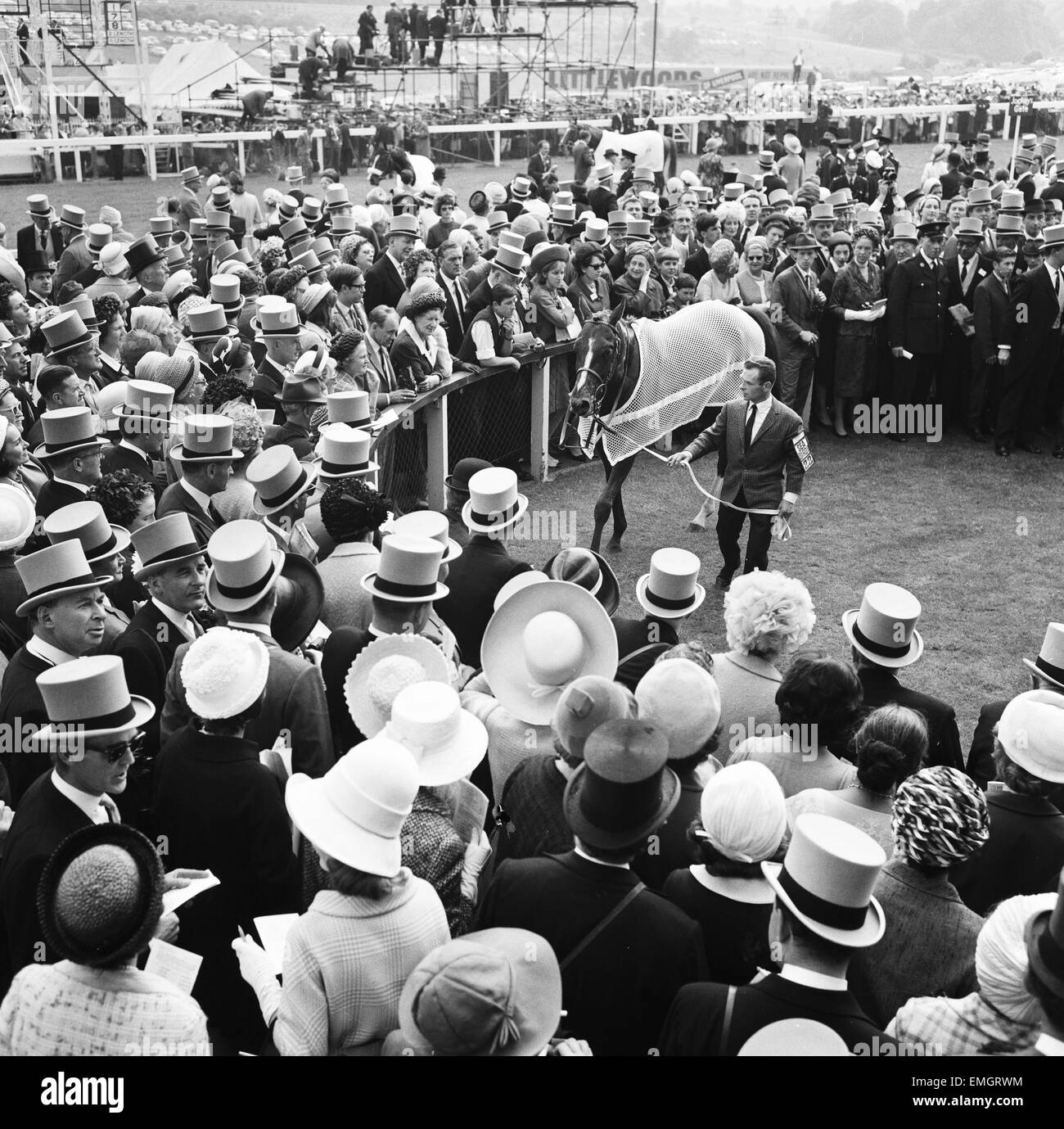 Is led into the winners enclosure after the race Black and White Stock